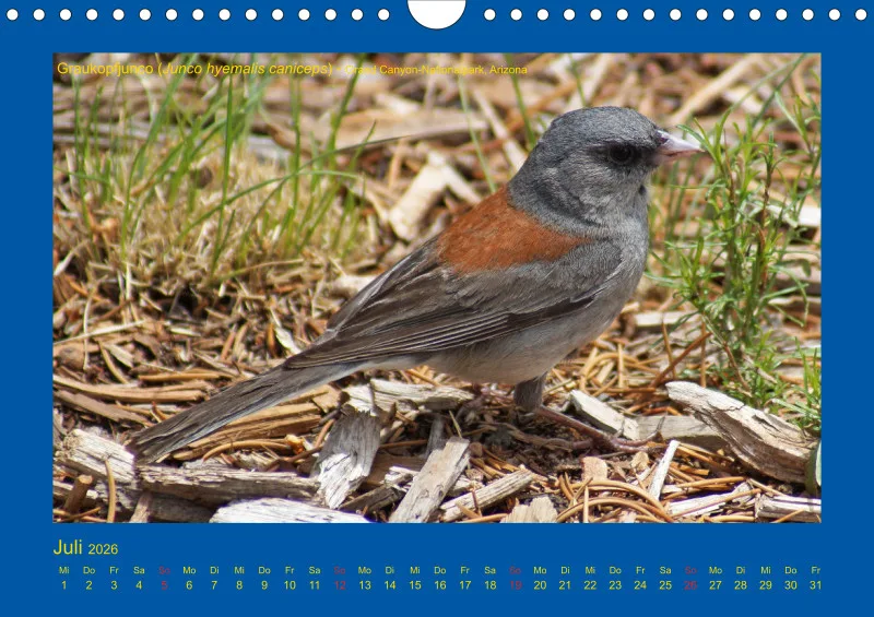 Birdwatching - USA - Südwesten - klein