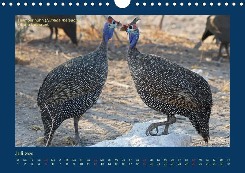 Birdwatching - Namibia - klein