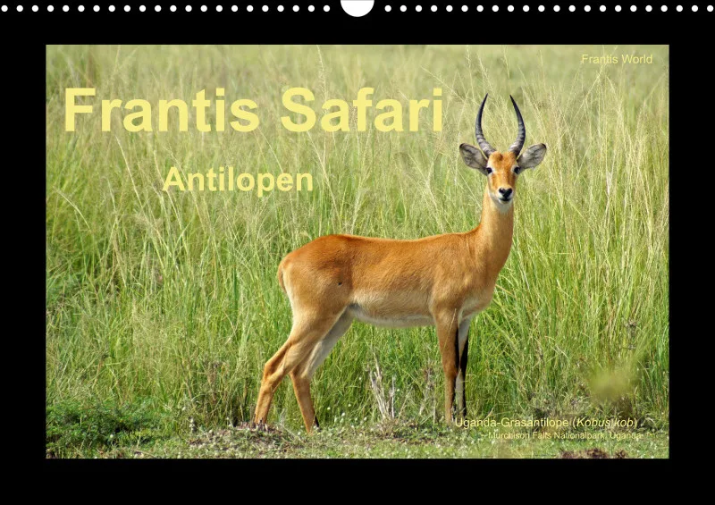 Frantis Safari - Antilopen