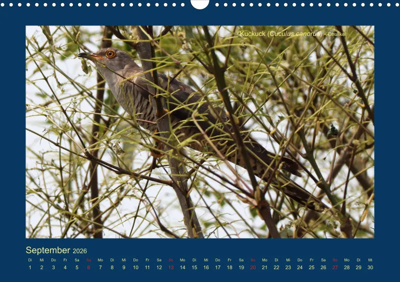Birdwatching - Nepal