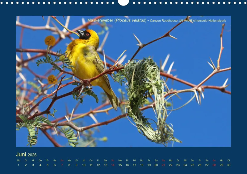 Birdwatching - Namibia