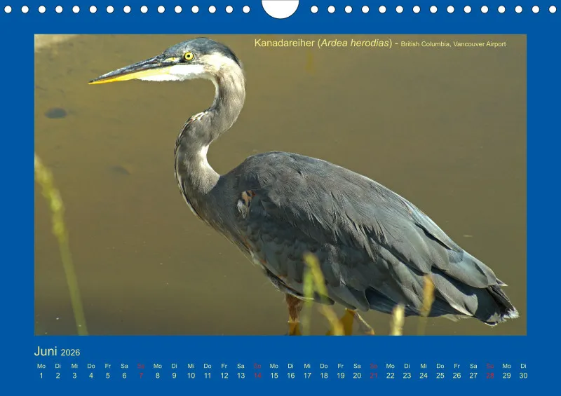 Birdwatching - Kanada - klein