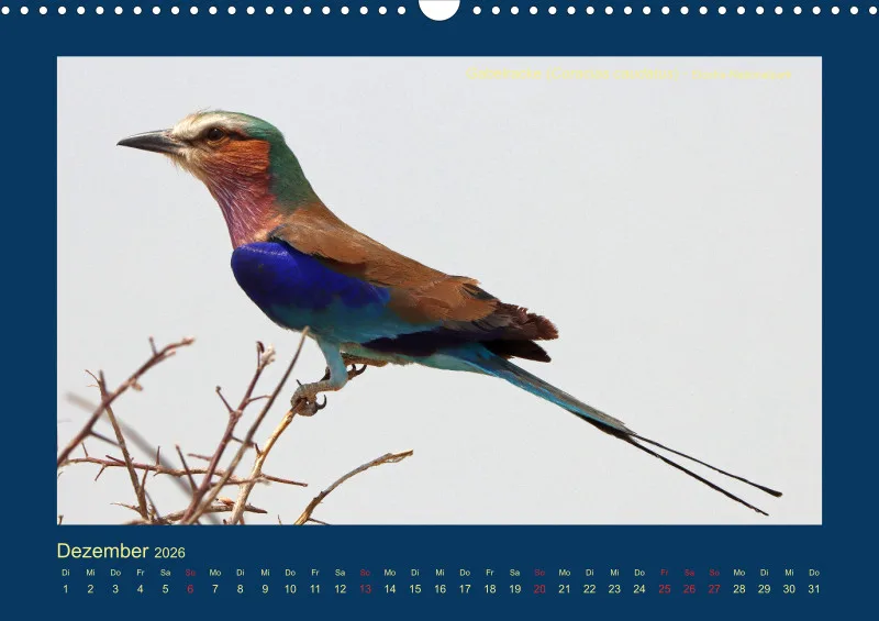Birdwatching - Namibia