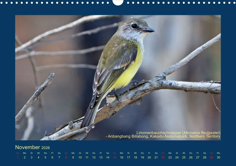 Birdwatching - Australien - Kleine Vögel