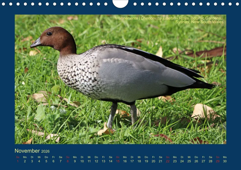 Birdwatching - Australien - Große Vögel - klein
