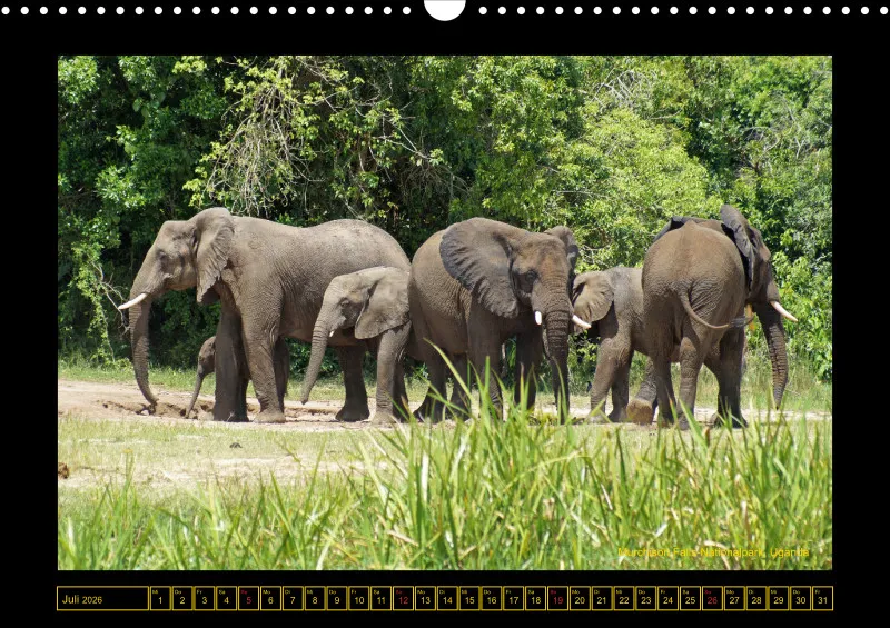 Frantis Safari - Afrikanische Elefanten - groß