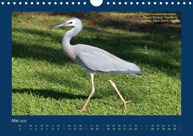 Birdwatching - Australien - Große Vögel - klein