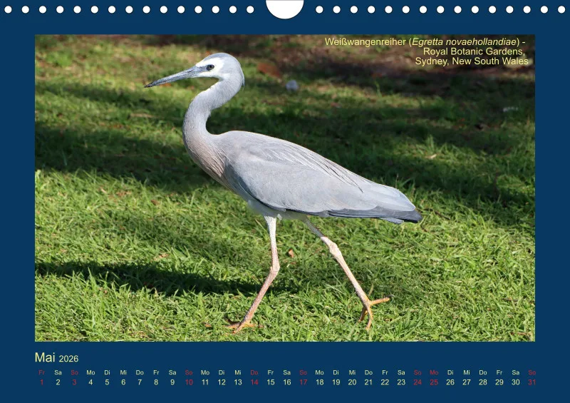 Birdwatching - Australien - Große Vögel - klein
