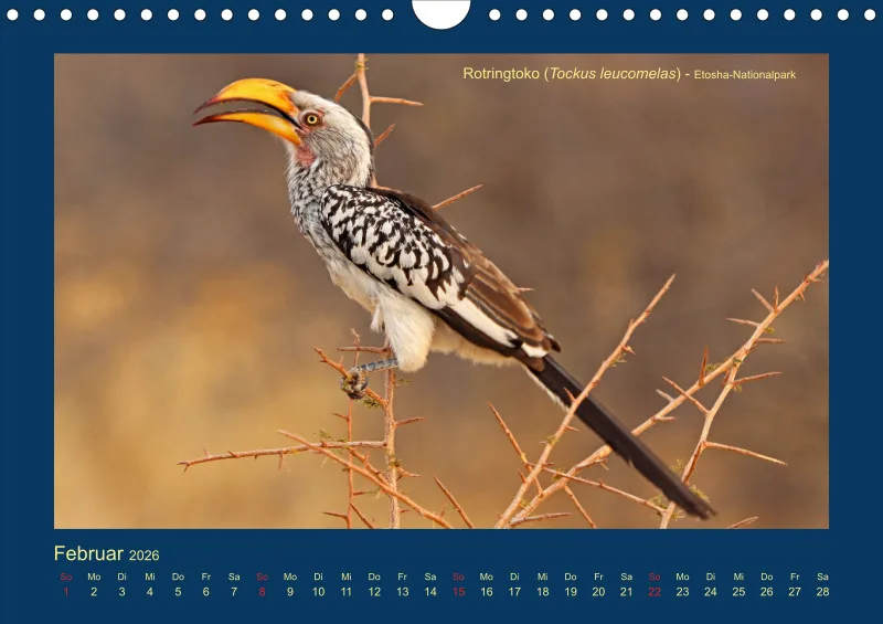 Birdwatching - Namibia - klein