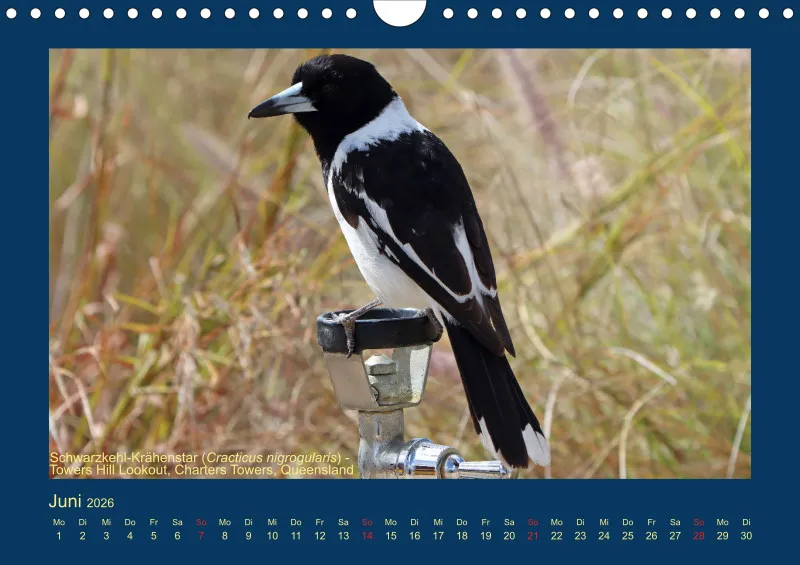 Birdwatching - Australien - Große Vögel - klein