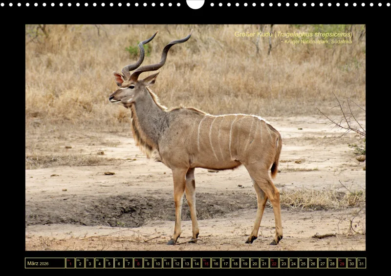 Frantis Safari - Antilopen