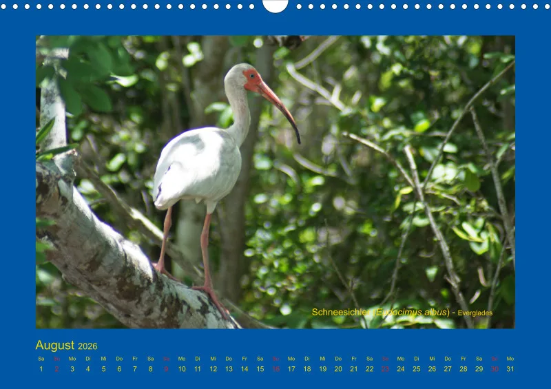 Birdwatching - USA - Florida