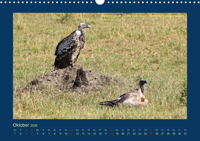 Birdwatching - Tansania