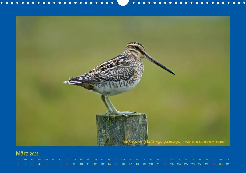 Birdwatching - Orkney- und Shetlandinseln
