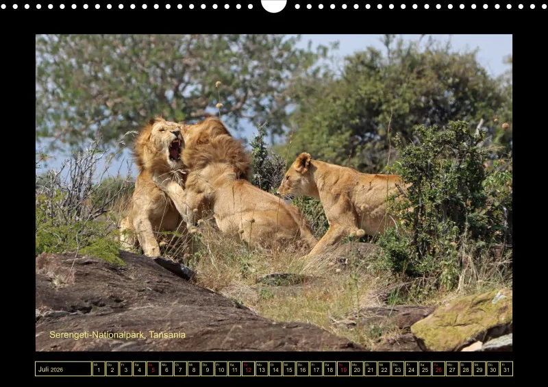Frantis Safari - Löwen
