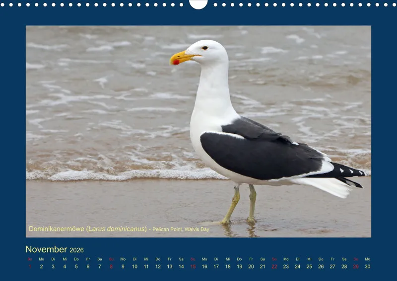 Birdwatching - Namibia
