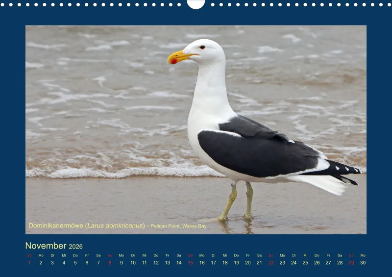 Birdwatching - Namibia