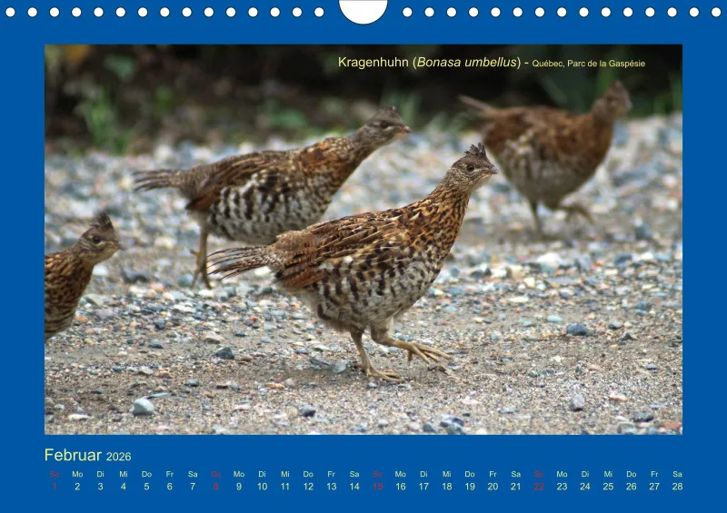 Birdwatching - Kanada - klein