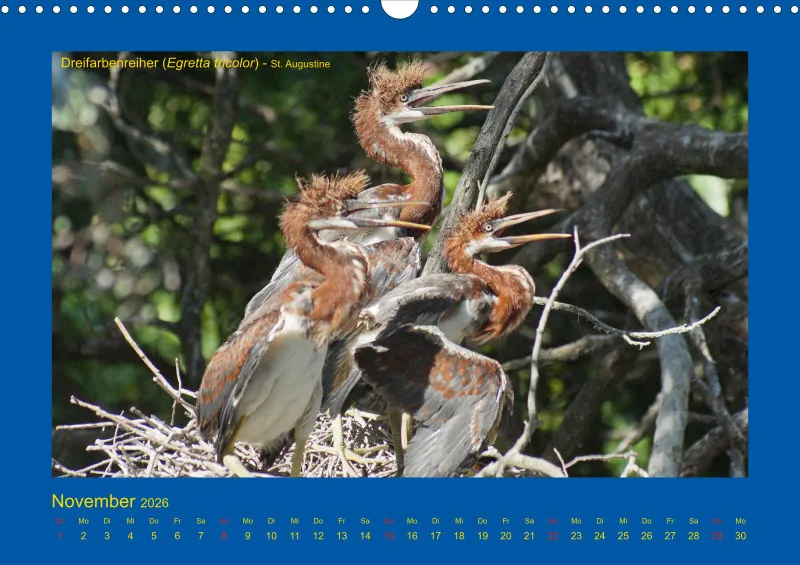 Birdwatching - USA - Florida