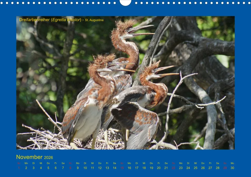 Birdwatching - USA - Florida