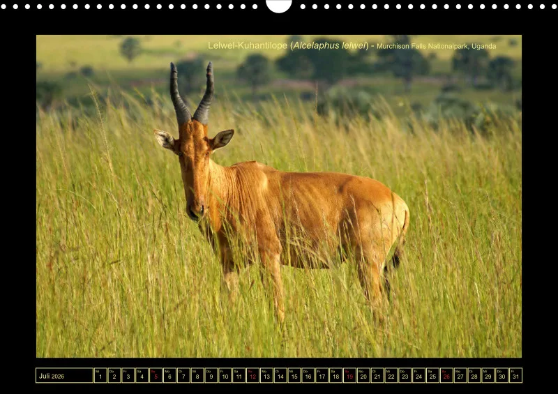 Frantis Safari - Antilopen