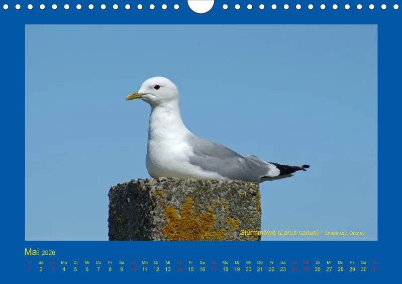 Birdwatching - Orkney- und Shetlandinseln - klein