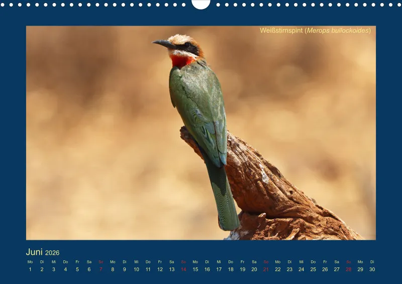 Birdwatching - Krüger-Nationalpark