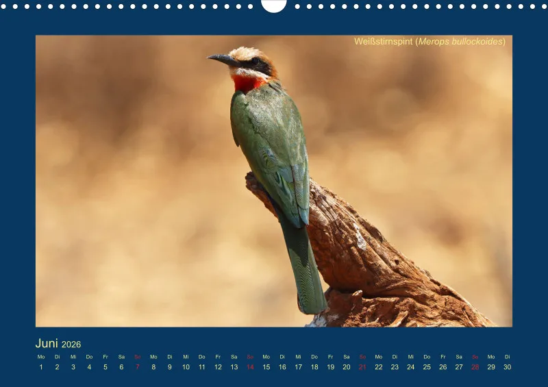 Birdwatching - Krüger-Nationalpark