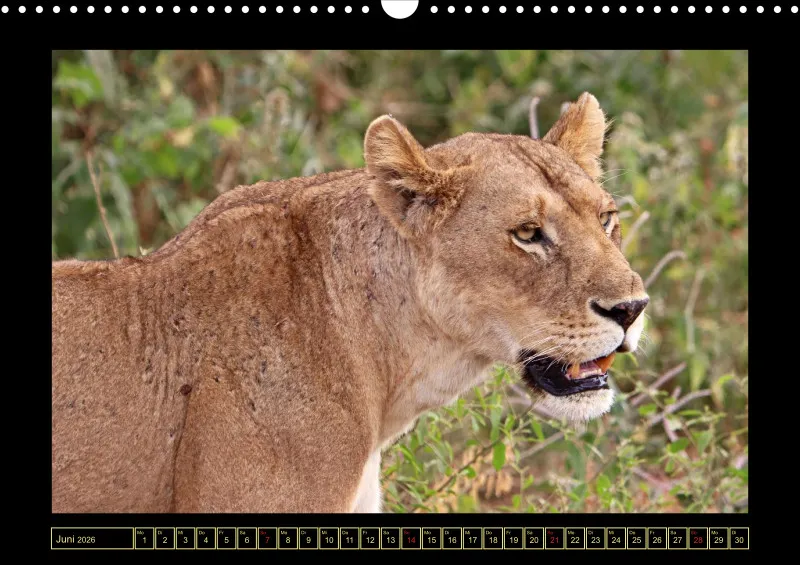 Frantis Safari - Löwen