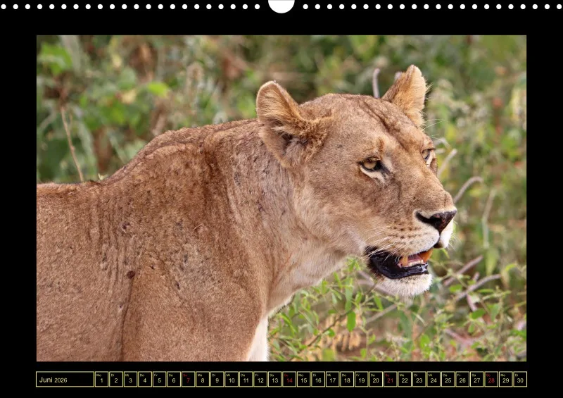 Frantis Safari - Löwen