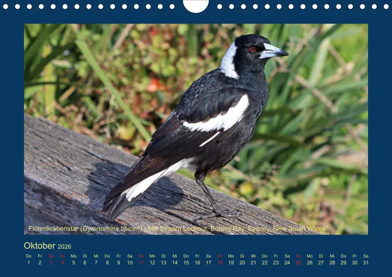 Birdwatching - Australien - Große Vögel - klein