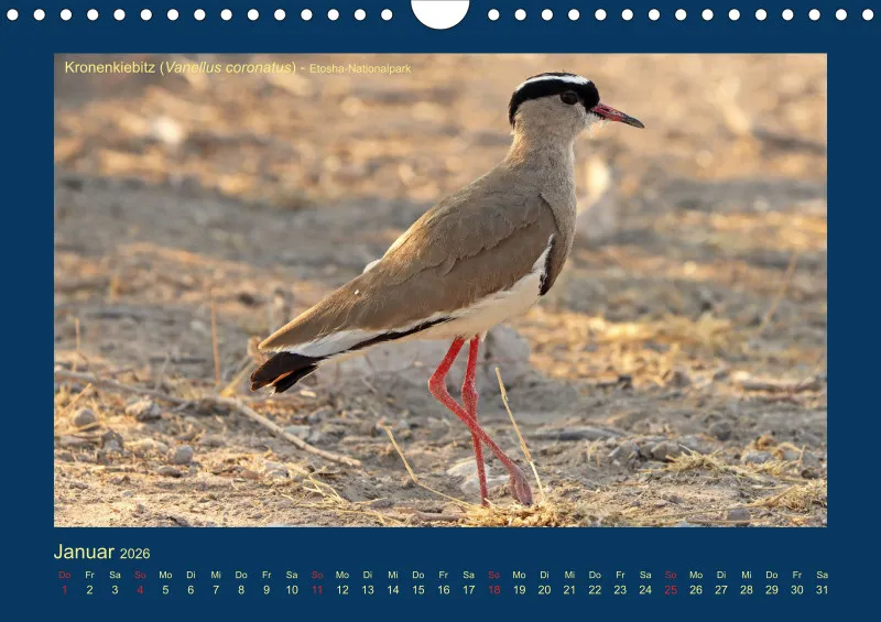 Birdwatching - Namibia - klein
