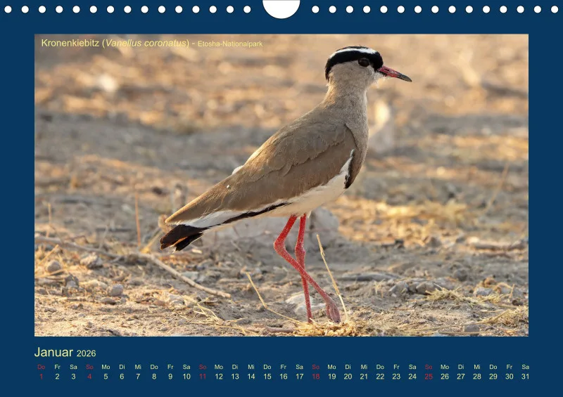 Birdwatching - Namibia - klein