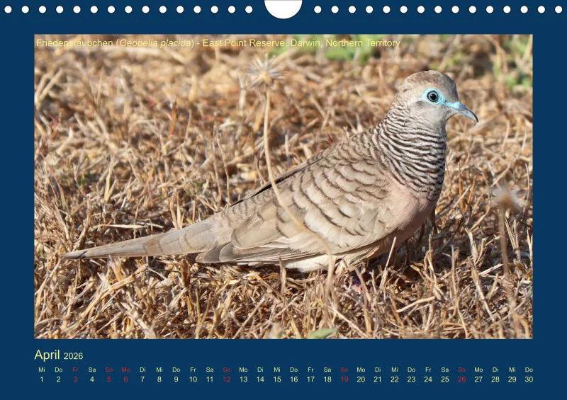 Birdwatching - Australien - Kleine Vögel - klein