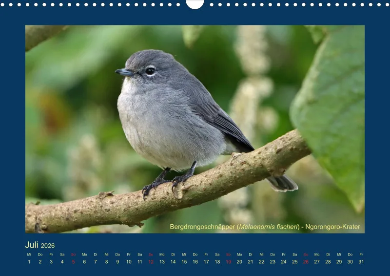 Birdwatching - Tansania