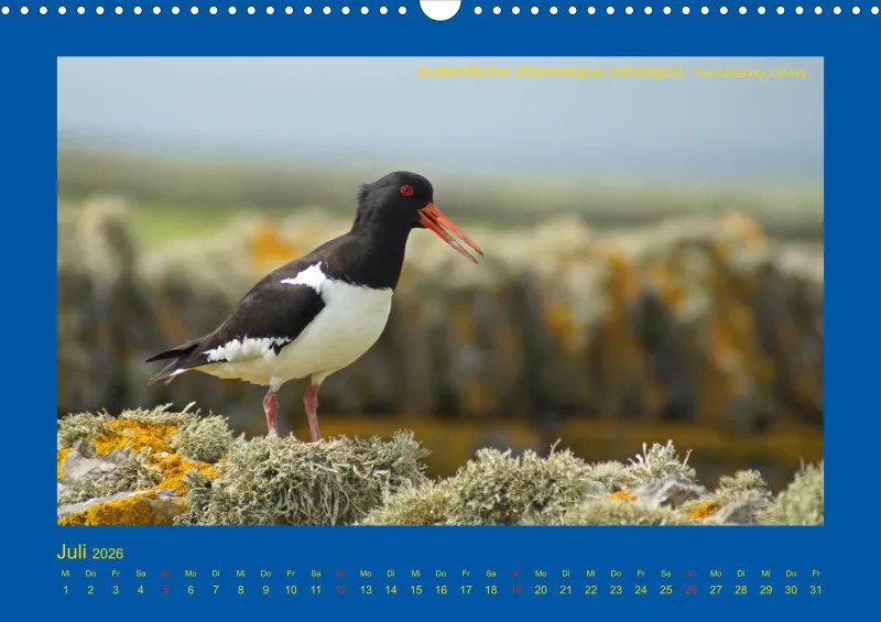 Birdwatching - Orkney- und Shetlandinseln