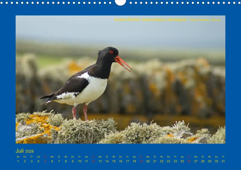 Birdwatching - Orkney- und Shetlandinseln