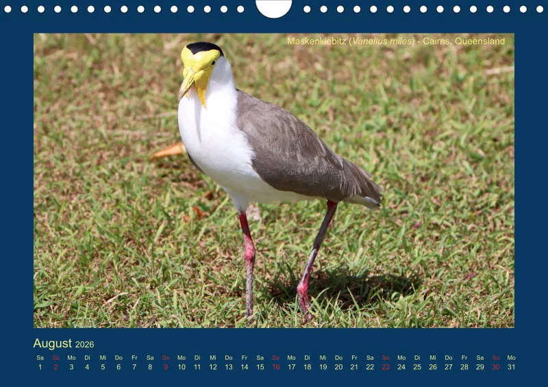 Birdwatching - Australien - Große Vögel - klein