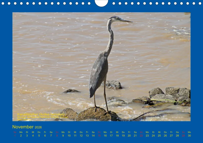 Birdwatching - USA - Südwesten - klein