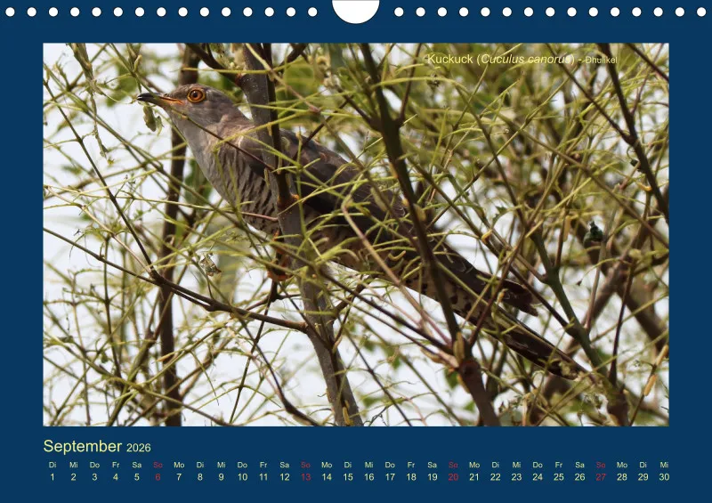 Birdwatching - Nepal