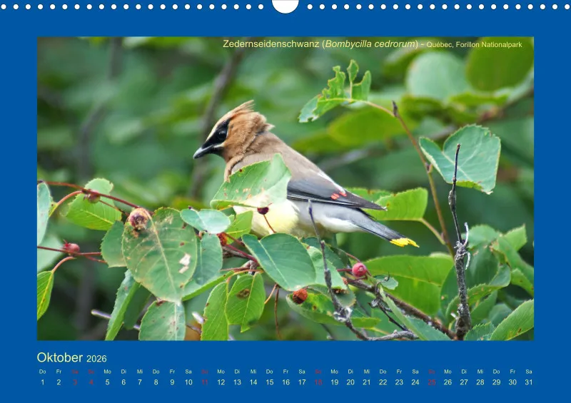 Birdwatching - Kanada