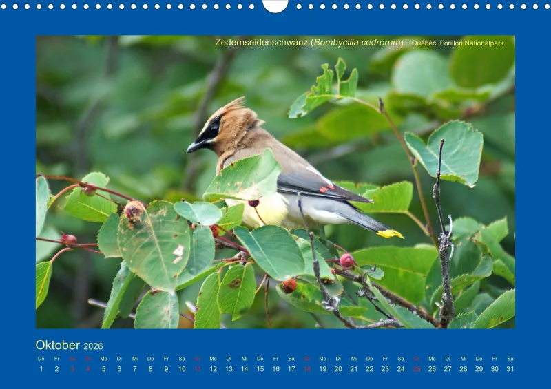 Birdwatching - Kanada