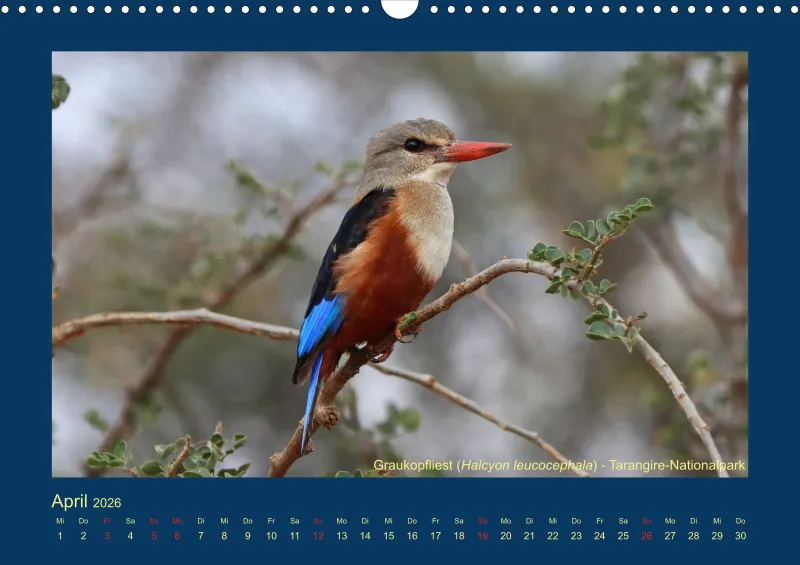 Birdwatching - Tansania