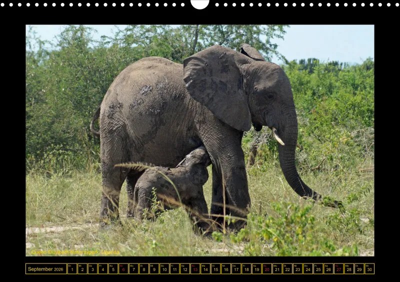 Frantis Safari - Afrikanische Elefanten - groß