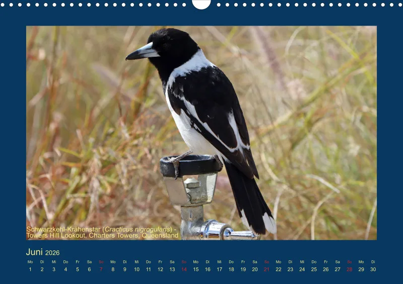 Birdwatching - Australien - Große Vögel