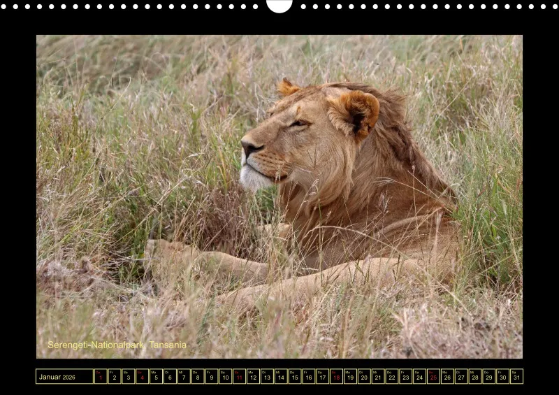Frantis Safari - Löwen