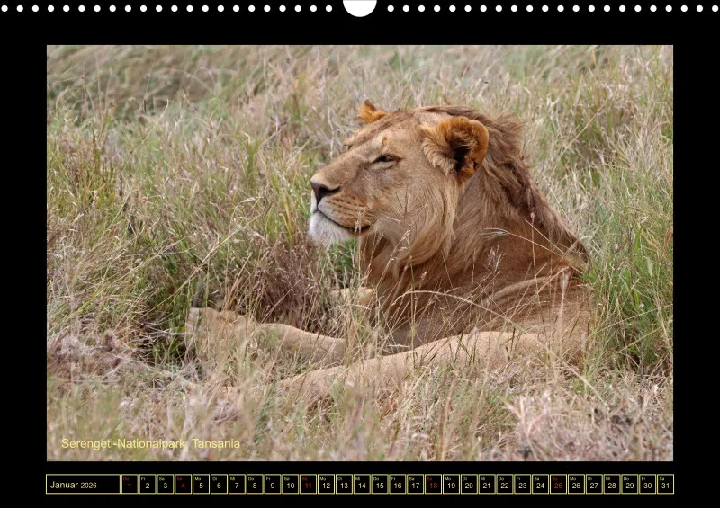 Frantis Safari - Löwen