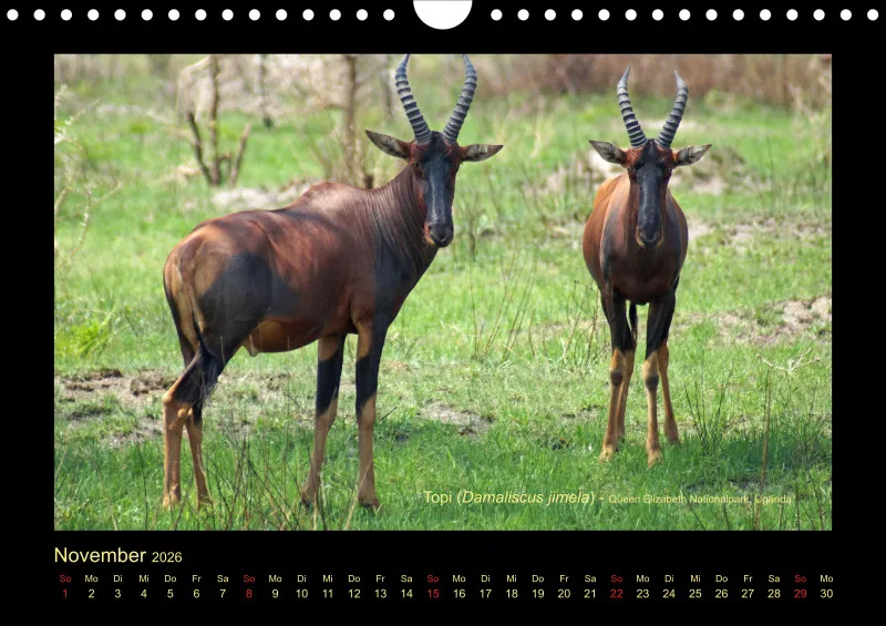 Frantis Safari - Antilopen - klein