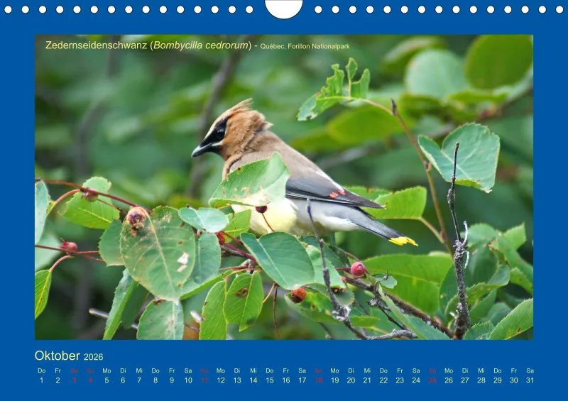 Birdwatching - Kanada - klein