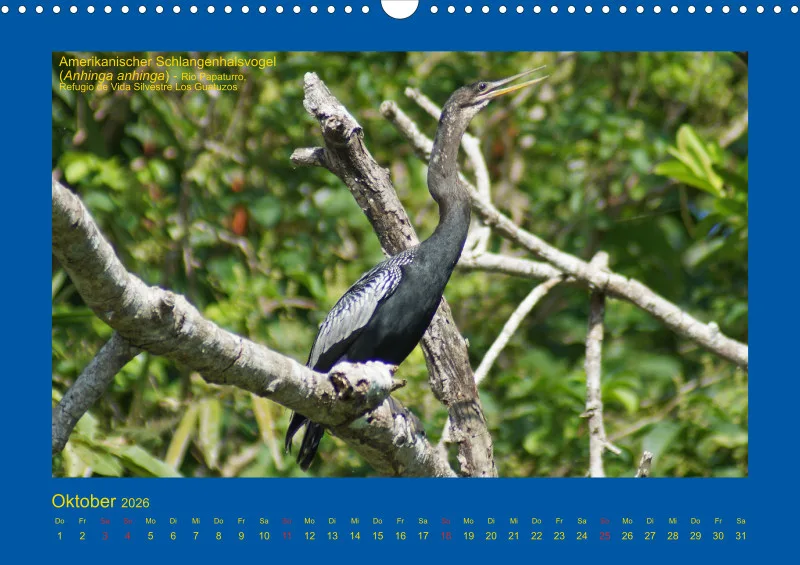 Birdwatching - Nicaragua